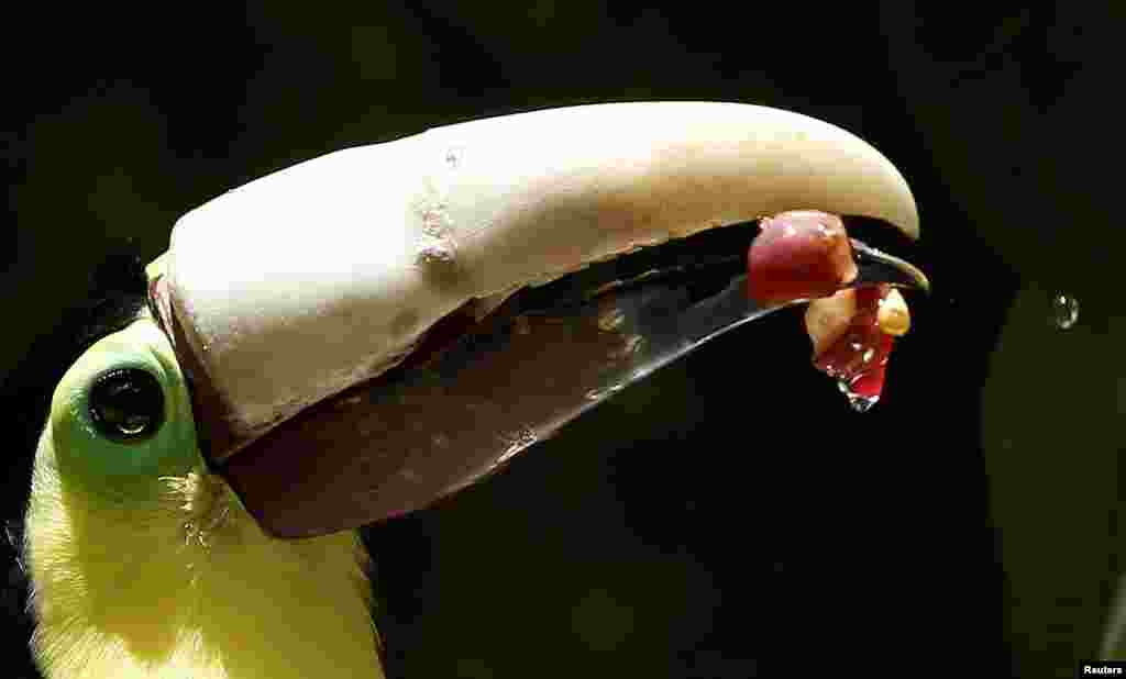 공격을 받아 위쪽 부리를 잃은 큰부리새가 지난 10일 코스타리카 알라후엘라의 &#39;주 이브&#39; 동물보호소에서 3D 프린터로 제작한 인공 부리를 사용해 음식을 먹고있다.