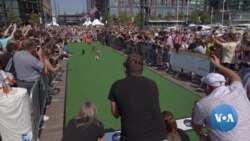 Dozens of DC Dachshunds Race to Win Fastest Wiener Dog Title