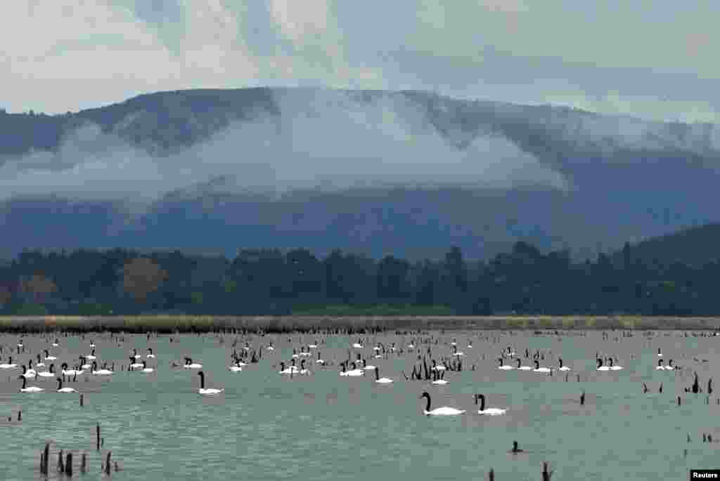 2018年10月1日，黑颈天鹅（Black-necked swans）在智利瓦尔迪维亚的河上。黑颈天鹅由于习惯和行为改变，而成为海狼的猎物。