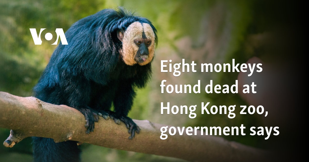 Eight monkeys found dead at Hong Kong zoo, government says