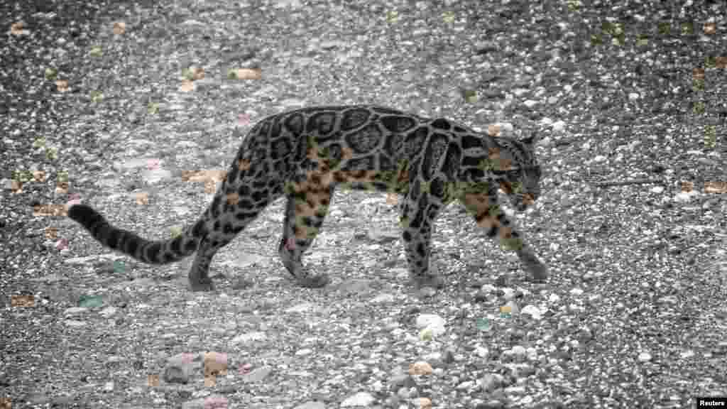 Leopard, Malayziya