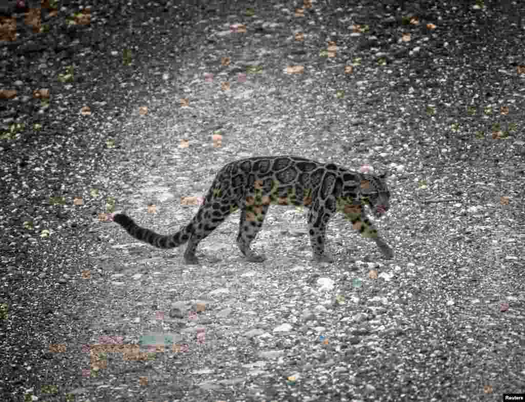 A Bornean Clouded Leopard, found only on Borneo and Indonesia&#39;s Sumatra is seen in the Deramakot Forest Reserve in Malaysia&#39;s Sabah state.