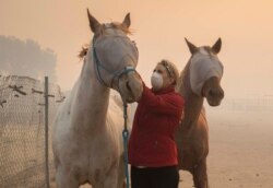 Volunteers help evacuate horses during the Easy Fire, Oct. 30, 2019, in Simi Valley, California.