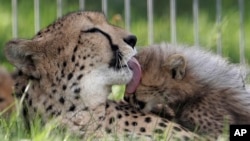 One of the newly born cheetah quintuplets is licked by its mother Savannah at their enclosure at the zoo in Prague, Czech Republic, Thursday, Aug. 3, 2017. The five cubs, three male and two female, were born on May 15, 2017. Scientists say every cheetah cub is critical to saving the species, which is threatened with extinction in the wild. (AP Photo/Petr David Josek)