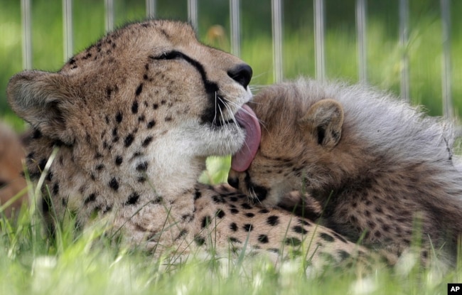 Salah satu cheetah kembar lima yang baru lahir dijilat oleh induknya Savannah di kandang mereka. (Foto: AP)