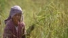 A Cambodian farmer harvests rice during the rice harvesting season in Trapaing Mean village on the outskirts of Phnom Penh, Cambodia, Friday, Nov. 18, 2016. (AP Photo/Heng Sinith)