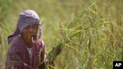 A Cambodian farmer harvests rice during the rice harvesting season in Trapaing Mean village on the outskirts of Phnom Penh, Cambodia, Friday, Nov. 18, 2016. (AP Photo/Heng Sinith)