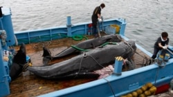 စီးပွားဖြစ် ဝေလငါးဖမ်းဆီးမှု ဂျပန်ပြန်လည် ခွင့်ပြု