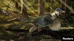 A reconstruction of the new short-armed and winged feathered dinosaur Zhenyuanlong suni from the Early Cretaceous (ca. 125 million years ago) of China is seen in this illustration image provided by the University of Edinburgh on July 15, 2015. 
