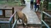Hong Kong Kewalahan Tangani Babi Hutan di Tahun Babi