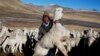 Seorang warga bersama rombongan alpaka miliknya berada di San Antonio de Putina, Puno, Peru, pada 11 Juli 2016. (Foto: AP/Rodrigo Abd)