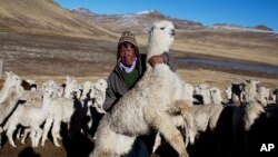 Seorang warga bersama rombongan alpaka miliknya berada di San Antonio de Putina, Puno, Peru, pada 11 Juli 2016. (Foto: AP/Rodrigo Abd)