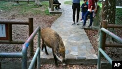 Seekor babi hutan tampak mengais-ngais makanan sementara warga lokal mengamati di Country Park, Hong Kong, 13 Januari 2019 (foto: AP Photo/Vincent Yu)