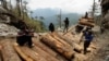 မြန်မာ့ သစ်တောပြုန်းတီးမှု ဆက်ရှိဆဲ 