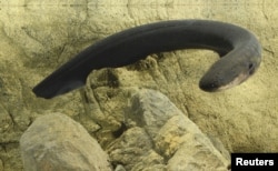 This is an electric eel, which is extra strange.