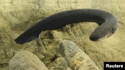 Electric eels have sophisticated systems for tracking and immobilizing their prey. One is shown in an undated photo from Vanderbilt University in Nashville, Tennessee.
