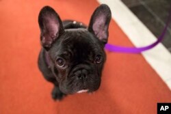 Pua, a 5-month old French bulldog, poses for photographers during a news conference at the American Kennel Club headquarter, March 28, 2018, in New York.