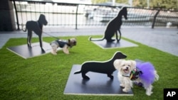 Dogs interact with Merav Ezer's "The Barking Project" at dOGUMENTA (I) NYC, Aug. 11, 2017, in New York. The art show in Lower Manhattan features 10 sculptures and installations created specifically for dogs.