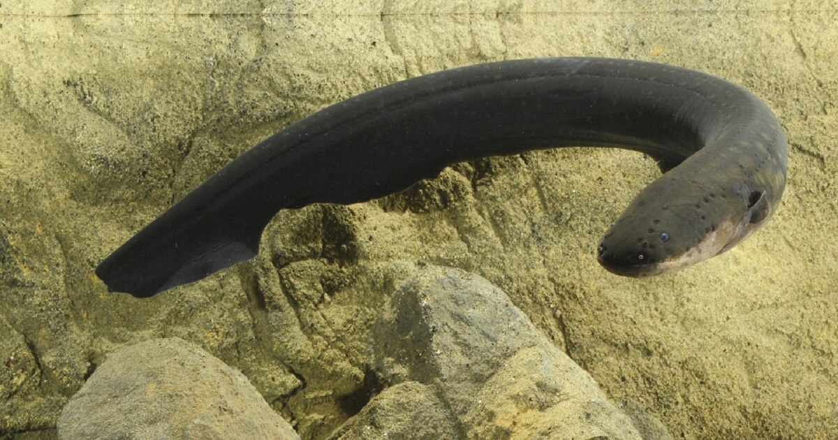 EEL (イール) OFRANCE Dragon Eel For Sale (Enchelycore pardalis). TOP Care facts