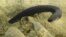 Electric eels have sophisticated systems for tracking and immobilizing their prey. One is shown in an undated photo from Vanderbilt University in Nashville, Tennessee.