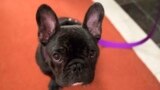 Pua, a 5-month old French bulldog, poses for photographers during a news conference at the American Kennel Club headquarter, March 28, 2018, in New York.