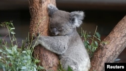A koala bear named Maisy sleeps in a tree at a zoo in Zurich, Switzerland, July 2019. (Photo REUTERS/Arnd Wiegman)