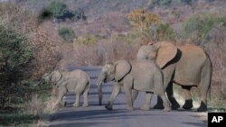 People in Cameroon say hundreds of elephants and hippopotamuses have caused major damage to farms and destroyed their villages.