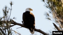 FILE - A bald eagle sits on a tree branch in West Newbury, Massachusetts, March 17, 2010. 