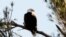 FILE - A bald eagle sits on a tree branch in West Newbury, Massachusetts, March 17, 2010. 