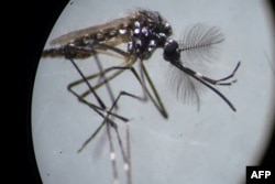 FILE - An Aedes aegypti mosquito is seen through a microscope at the Oswaldo Cruz Foundation laboratory in Rio de Janeiro, Brazil, on August 14, 2019. (Photo by MAURO PIMENTEL / AFP)