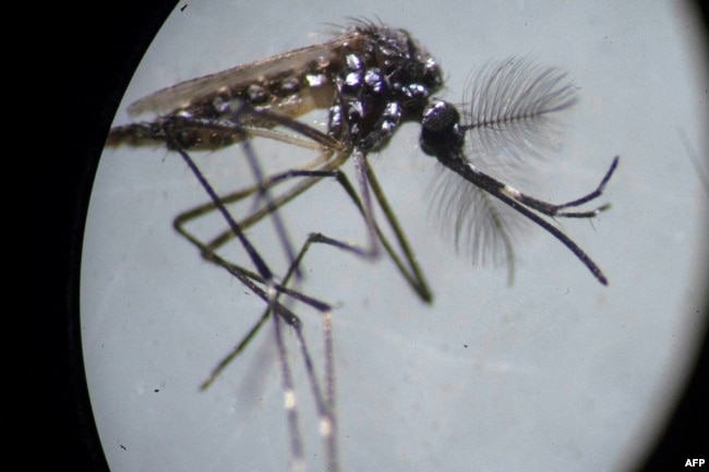 An Aedes aegypti mosquito is seen through a microscope at the Oswaldo Cruz Foundation laboratory in Rio de Janeiro, Brazil.