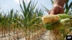 FILE - A farmer holds a piece of his drought- and heat-stricken corn while chopping it down for feed in Nashville, Illinois, July 11, 2012. Scientists have connected man-made climate change to extreme weather, including deadly heat waves, droughts and flood-inducing downpours.