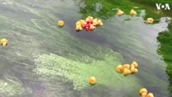 Crowds Enjoy Canterbury’s Annual Plastic Duck Race