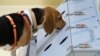 Sniffer Dogs Rival Science at Detecting Coronavirus