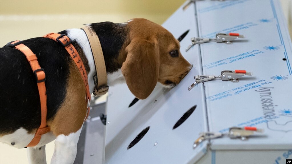 Собака визначає корона-позитивні зразки під час наукової конференції в Університеті ветеринарної медицини у Ганновері, Німеччина у вересні 2020