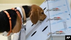 The beagle bitch Djaka finds corona-positive samples with her sense of smell during a news conference at the University of Veterinary Medicine in Hannover, Germany, Sept. 24, 2020.