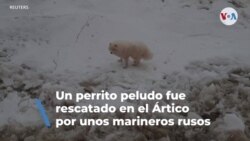 Marineros rusos rescataron a un perro varado en hielo flotante en el Ártico