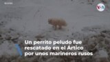 Marineros rusos rescataron a un perro varado en hielo flotante en el Ártico