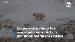 Marineros rusos rescataron a un perro varado en hielo flotante en el Ártico