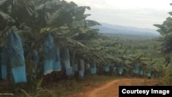 ကချင်ပြည်နယ် ဝိုင်းမော်မြို့နယ်အတွင်းက ငှက်ပျောစိုက်ခင်းတခု