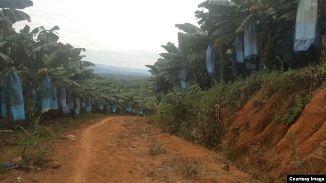 缅甸克钦邦香蕉种植。