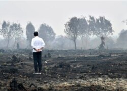 Presiden Joko Widodo meninjau lahan yang terbakar di Pelalawan, Riau, 17 September 2019. (Foto: Biro Setpres via AFP)