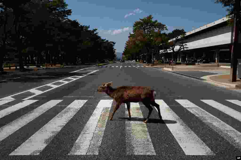 A deer strolls across a pedestrian crossing in Nara, Japan.