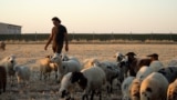 Syrian farmer in Turkey - 3