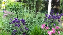 The Garden in WinteThis May 24, 2020 photo shows a spring garden outside of a home in Westchester Country, N.Y. (AP Photo/Julia Rubin)