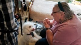 Eileen Nagle, 79, talks with Zeus, a bichon frise, as he visits her room at The Hebrew Home at Riverdale in New York, Wednesday, Dec. 9, 2020. (AP Photo/Seth Wenig)