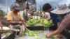 ກໍາມະກອນລາວກໍາລັງພາກັນລ້າງໝາກກ້ວຍ ຢູ່ສວນກ້ວຍແຫ່ງນຶ່ງໃນລາວ