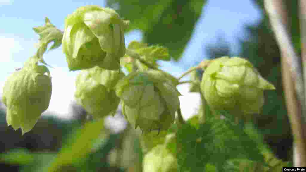 De Beer says hops are the “heart and soul” of good beer. (Photo Credit: South African Breweries)