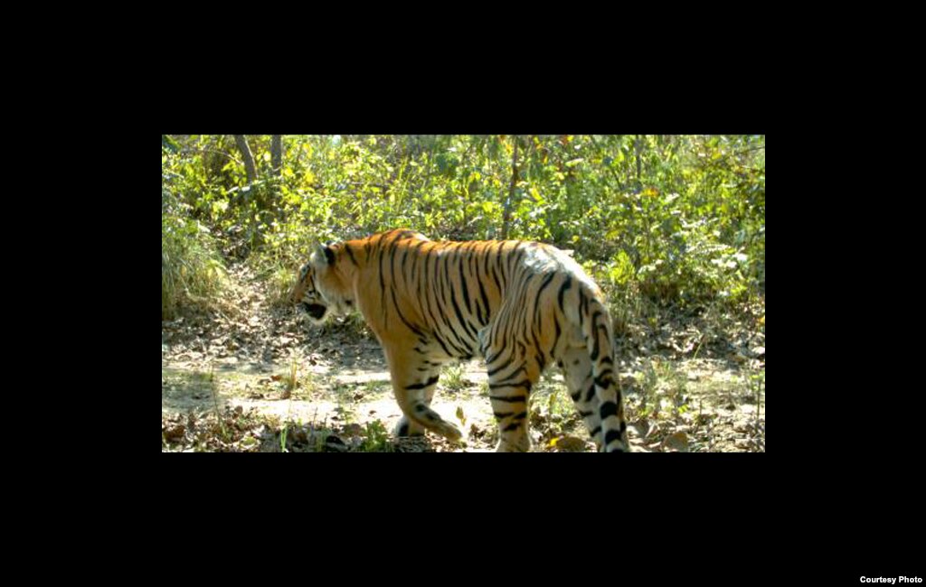 Chitwan National Park, at the foot of the Himalayas in Nepal, is famous for its tigers. Credit: Center for Systems Integration and Sustainability, Michigan State University