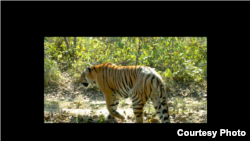 Tiger Conservation in Nepal